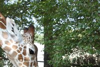 Žirafa Tabita z brněnské zoo má dva roky a miluje banány!