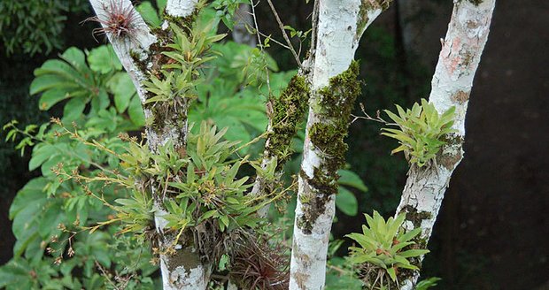 Bromélie ve své jihoamerické domovině rostou na stromech deštného pralesa