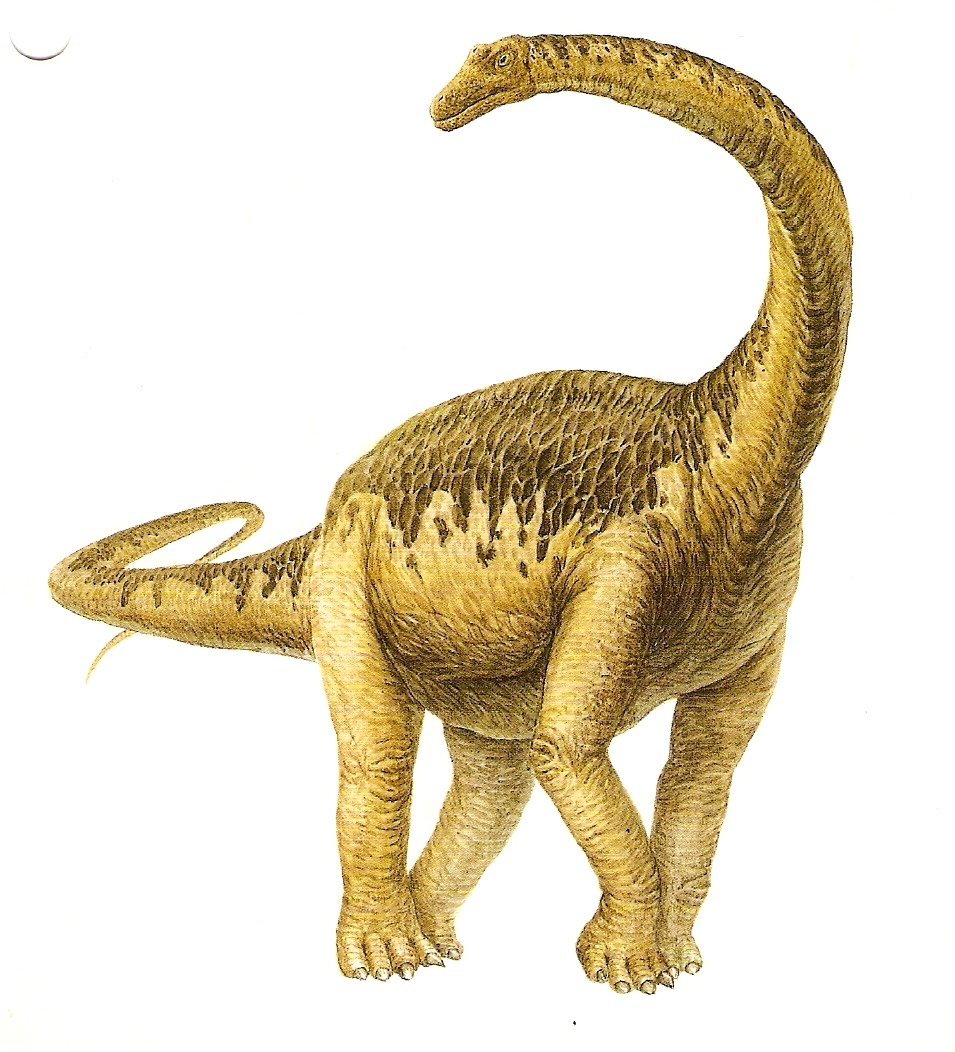 BRONTOSAURUS