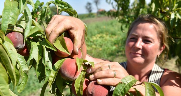 Konec broskví v Česku: Koupíte si je jen u pěstitelů, supermarkety je nechtějí