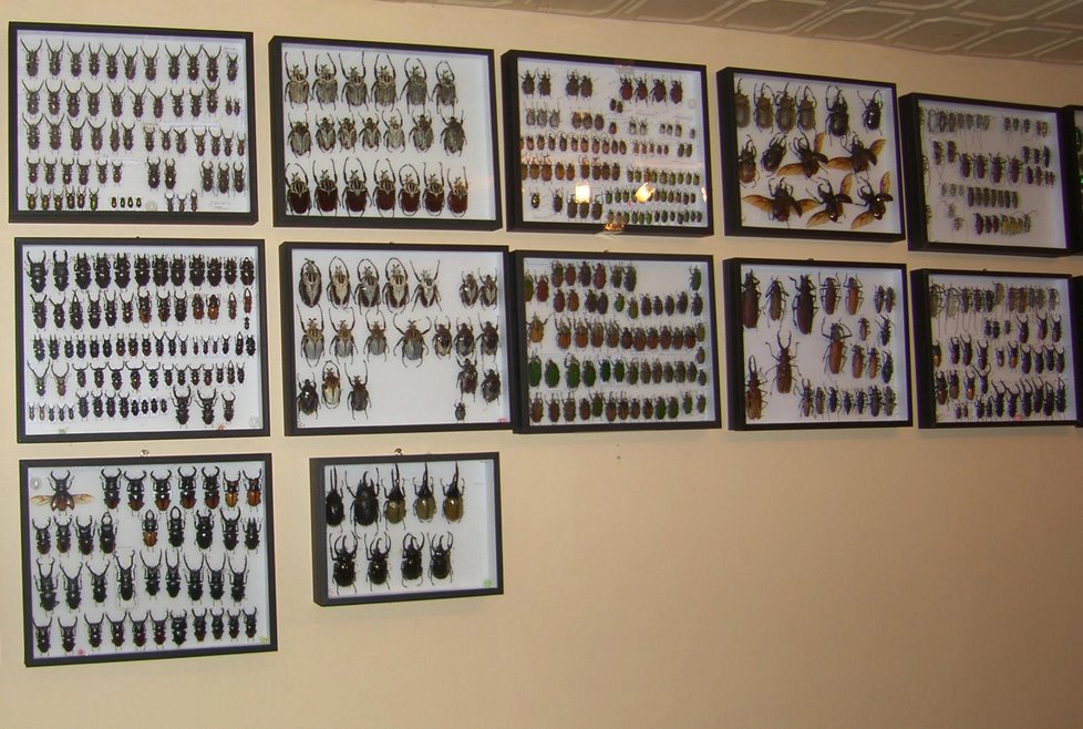 Kriminalisté v Brně ukázali, jak zadržení muži skladovali vzácné brouky a motýli.