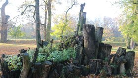 Unikátní park ve Veselí nad Moravou láká vědce: Pozorují zde unikátní brouky