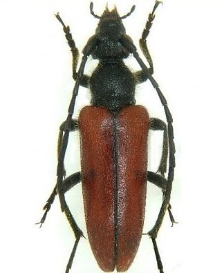 Vadonia Vartanisi