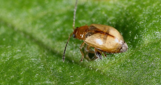 Na jižní Moravě se objevil vzácný brouk dřepřík, entomologové mysleli, že v ČR už 30 let nežije. Na jižní Moravě se objevil vzácný brouk dřepřík, entomologové mysleli, že v ČR už 30 let nežije.