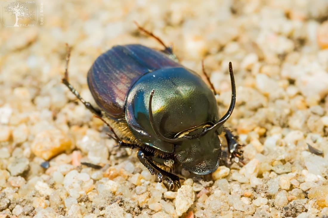 Vzácný lejnožrout Onthophagus illyricus, lidově hovnivál.