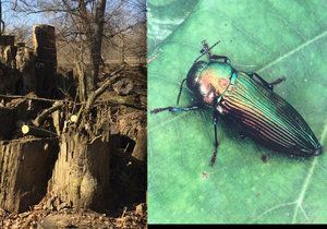 Krasec dubový je kriticky ohroženým druhem brouka. Žije jen na několika místech České republiky.