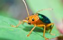 V angličtině se prskavcům výstižně říká „bombardier beetle“