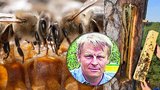 Unikátní a pradávný chov včel: Milan leze po stromech a dlabe v nich brtě 