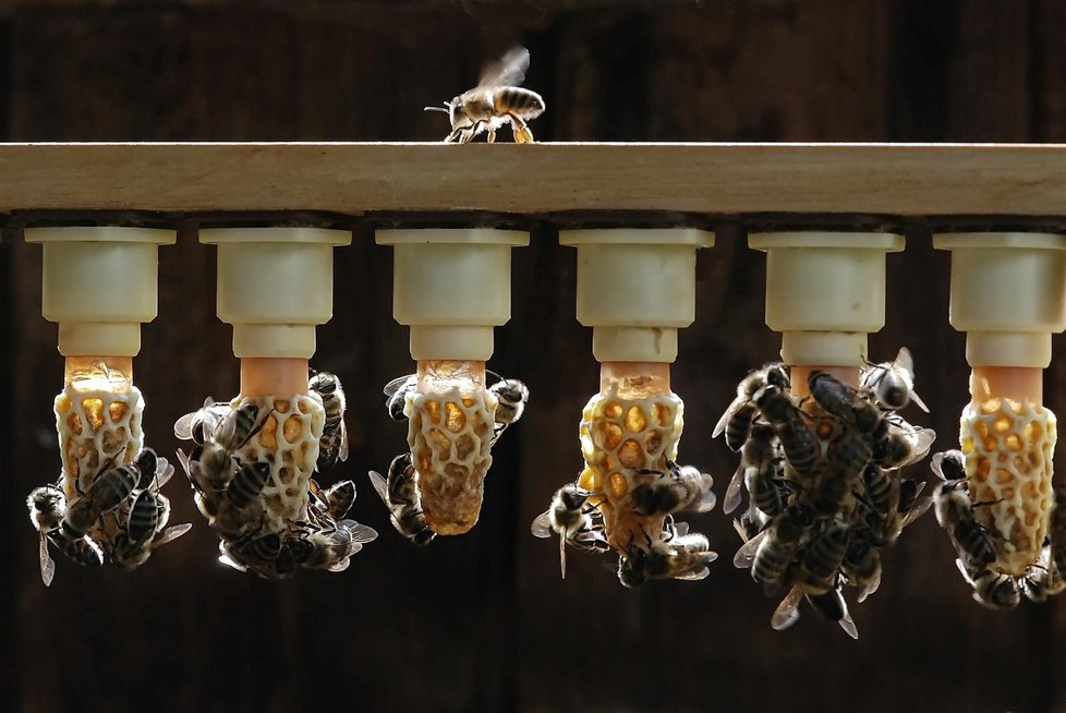 Motyka včely zároveň rád fotí, jeho tento jeho snímek vyhrál jednu z cen v soutěži Czech Press Foto před 3 roky.