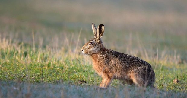 Zajíc polní (ilustrační foto)