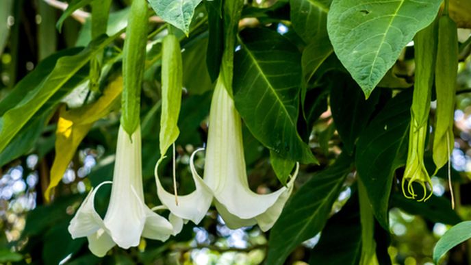 Rostlina Brugmansia z e které se vyrabí droga zvaná Dračí dech