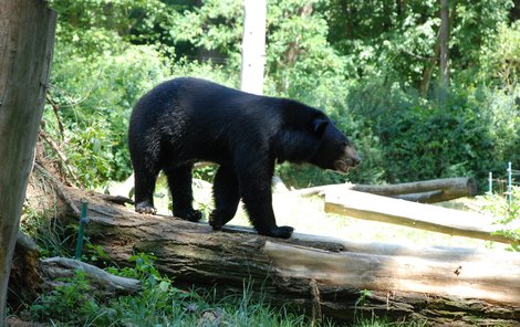 Brumbas ještě ve své rodné zlínské zoo.