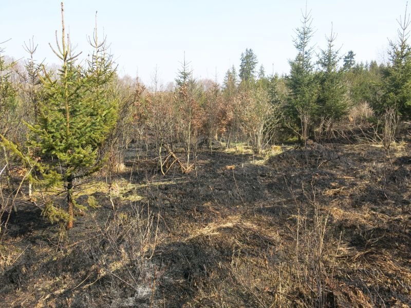 V sobotu před polednem u Bruntálu hořely asi tři hektary nízkého lesa a trávy.