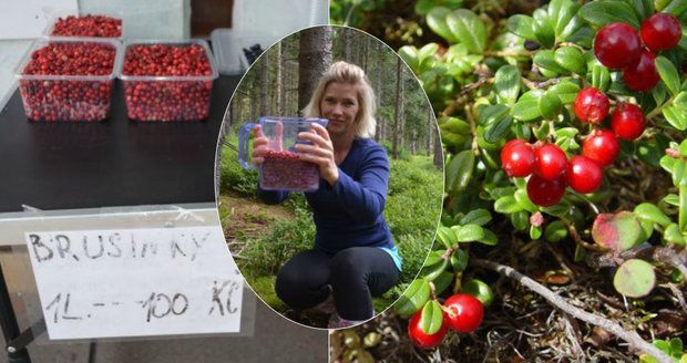 Brusinky mají léčebné účinky.