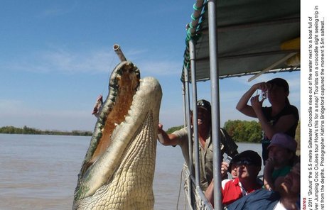Krokodýl Brutus dostává jídlo přímo od turistů z lodi. Jeho ostré čelisti doslova nahánějí strach...