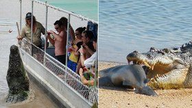 Krokodýl Brutus na sebe upozornil po celém světě zejména, když byly tento týden zveřejněny fotky, na kterých si pochutnává na žralokovi. V Austrálii je ale již delší dobu místní celebritou.