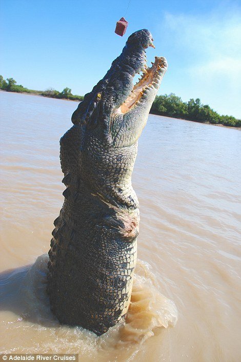 Krokodýl Brutus je miláčkem turistů. Skáče si pro maso vysoko z vody.