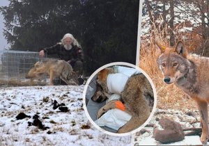 Příběh vlka Bubly sledovalo celé Česko