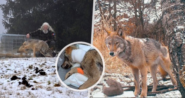 Jak šel čas s vlkem Bublou? Dramatický příběh sraženého vlka z Krušných hor sledovalo celé Česko