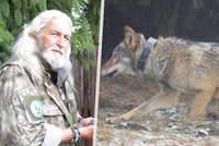 Zoufalí záchranáři hledají vychrtlého vlka Bublu: Univerzita jeho lokalitu zná. Proč nepomůže?
