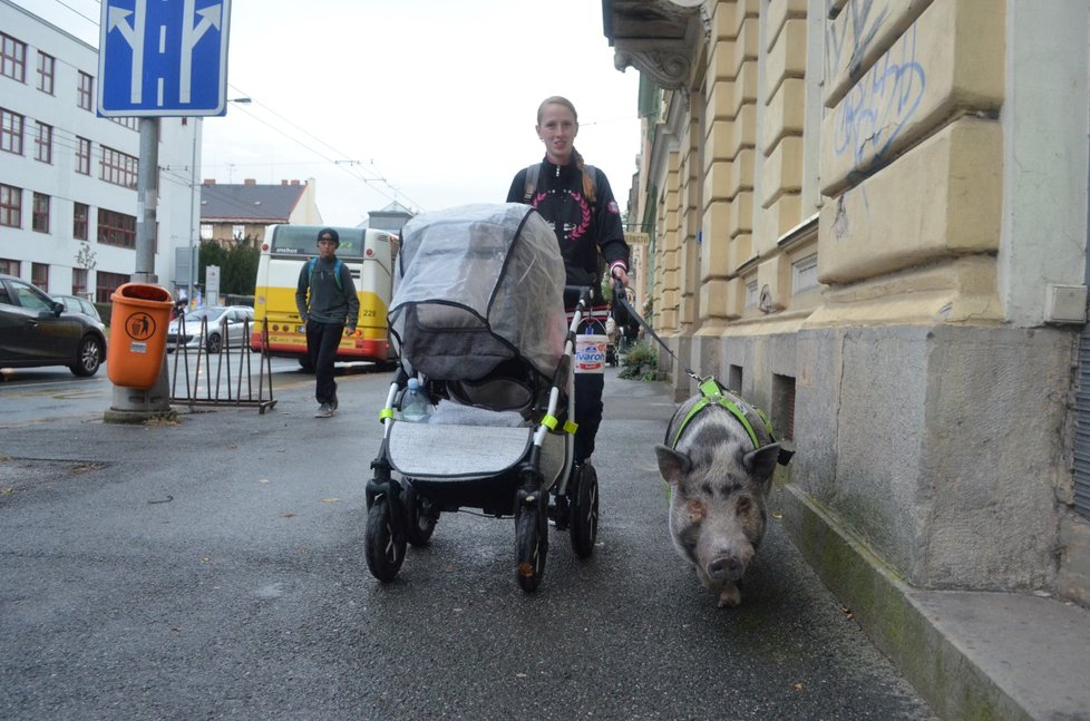 Venčit se musí i prasátko. Na snímku mazlíček Bůček