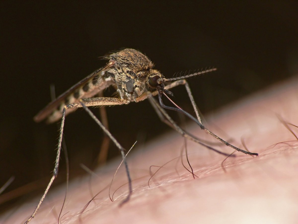 Komár a virus Zika nebo horečka Dengue.