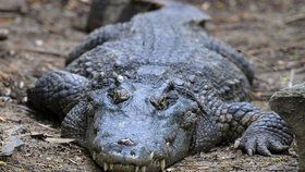 Austrálii sužuje extrémní počasí, nedostatek kyslíku v řekách vyhnal krokodýly do měst. (Ilustrační foto)