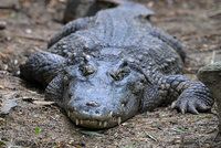 Extrémní vedro v Austrálii: Krokodýli jdou do měst, v řekách nemají dost kyslíku