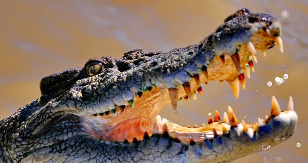 Indonésie chce bachaře nahradit krokodýly. Důvod? Nesmlouvají