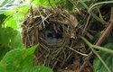 Najít hnízdo budníčka, dokonale spletené z&nbsp;rostlinného materiálu a ukryté na zemi, je spíš dílo náhody