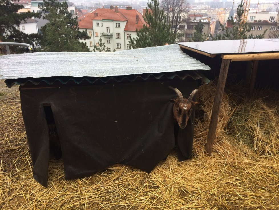 Špilberk 2 je veřejně přístupný, návštěvníci zde najdou i 5 koz a 2 koně.