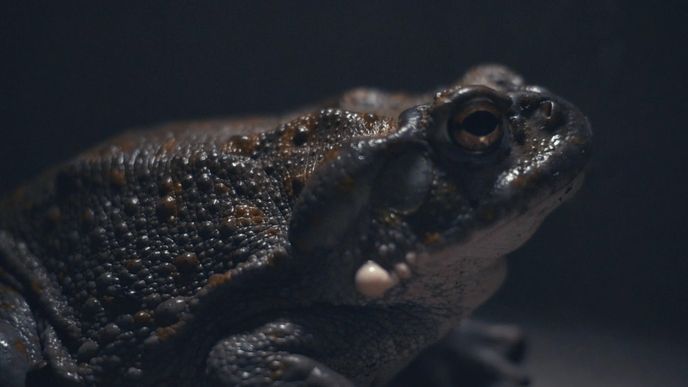Bufo Alvarius, žába, jejíž sekret je nejsilnější přírodní drogou na světě