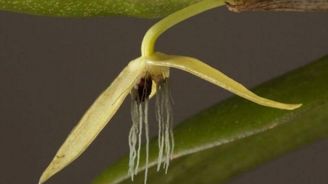 Vědci objevili první orchidej, která vykvétá pouze v noci