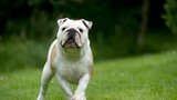 Na Kladensku řádí zloději psů: Fenky za 170 tisíc ukradli přímo ze zahrady
