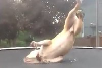 Pes akrobat: Buldok Mudd předvádí přemety na trampolíně