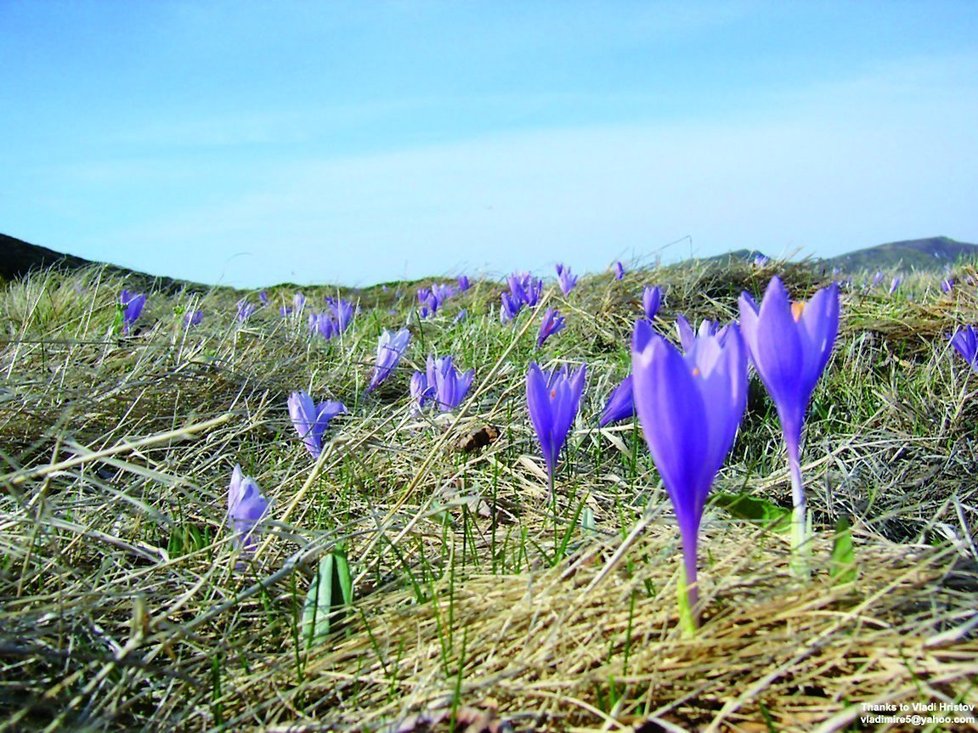 Krokusy