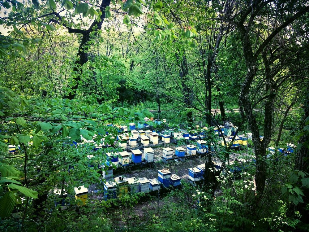 Včelí úly nedaleko Veliko Tarnova.