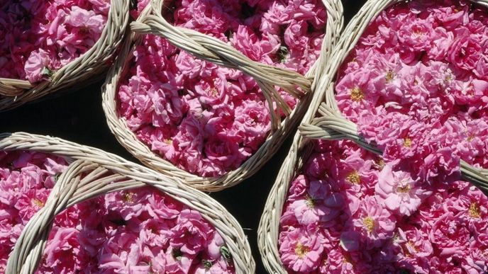 Bulharský růžový olej je pro výrobce parfémů nenahraditelný