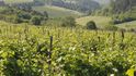 Vinice v Burgundách