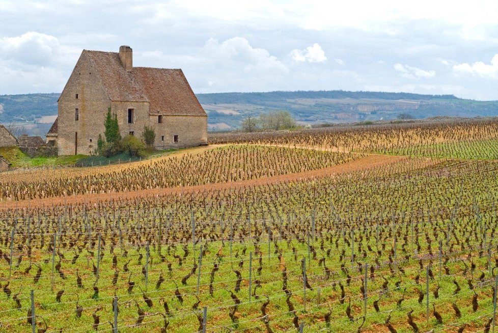 Vinice v Burgundách