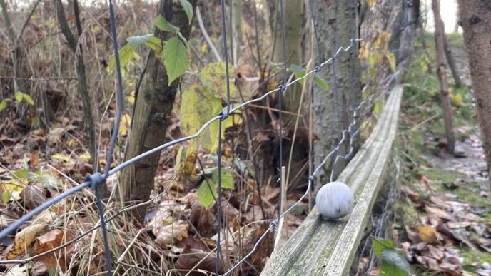 Kutálející se míček sledují s nadšením malí i velcí. Kutálející se míček sledují s nadšením malí i velcí.