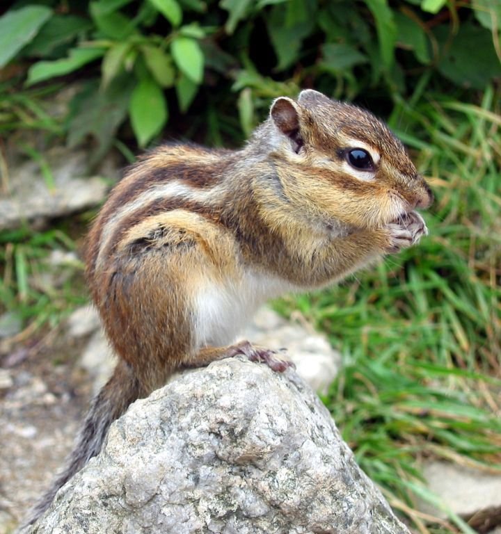 Vetřelec burunduk