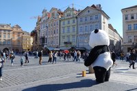 Čínská panda se snažila vrátit. Nepochodila! Muže v nevkusném kostýmu ze Staromáku vykázali