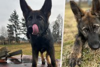Policie v České Lípě má nového roztomilého člena: Tým posílí štěně ovčáka jménem Butch