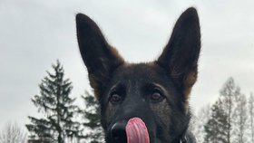 Novou policejní posilou v České Lípě je štěně německého ovčáka jménem Butch