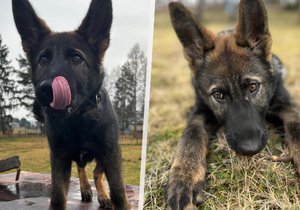 Novou policejní posilou v České Lípě je štěně německého ovčáka jménem Butch