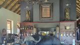 Překvapení na safari: Žíznivý buvol obsadil bar, vyděšení turisté se schovali