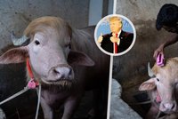 Buvol připomíná Donalda Trumpa: Čeká ho poprava!