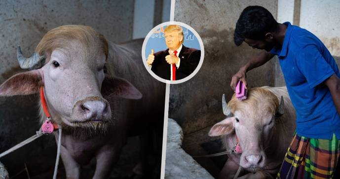 Internet baví buvol, který nápadně připomíná Donalda Trumpa.