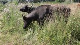Buvoli u Novomlýnských nádrží: Spásají plevel, na lidi jsou zvyklí